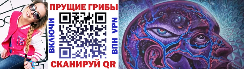 Купить закладки  Зеленогорск  Псилоцибиновые грибы Psilocybine cubensis 